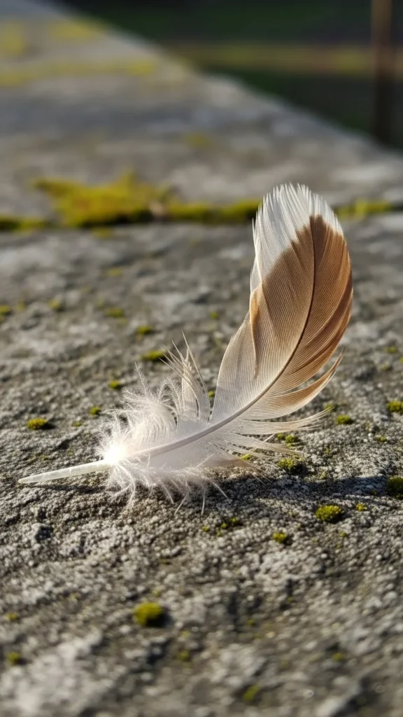 Feathers Found Outdoors